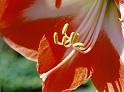 (42) amaryllis